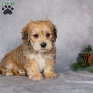 Fletcher, Yorkie-Chon Puppy